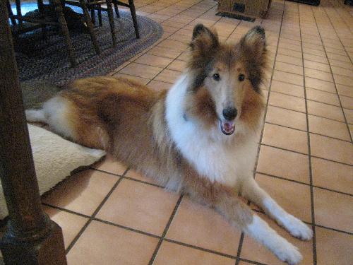 Bonnie - photo 2