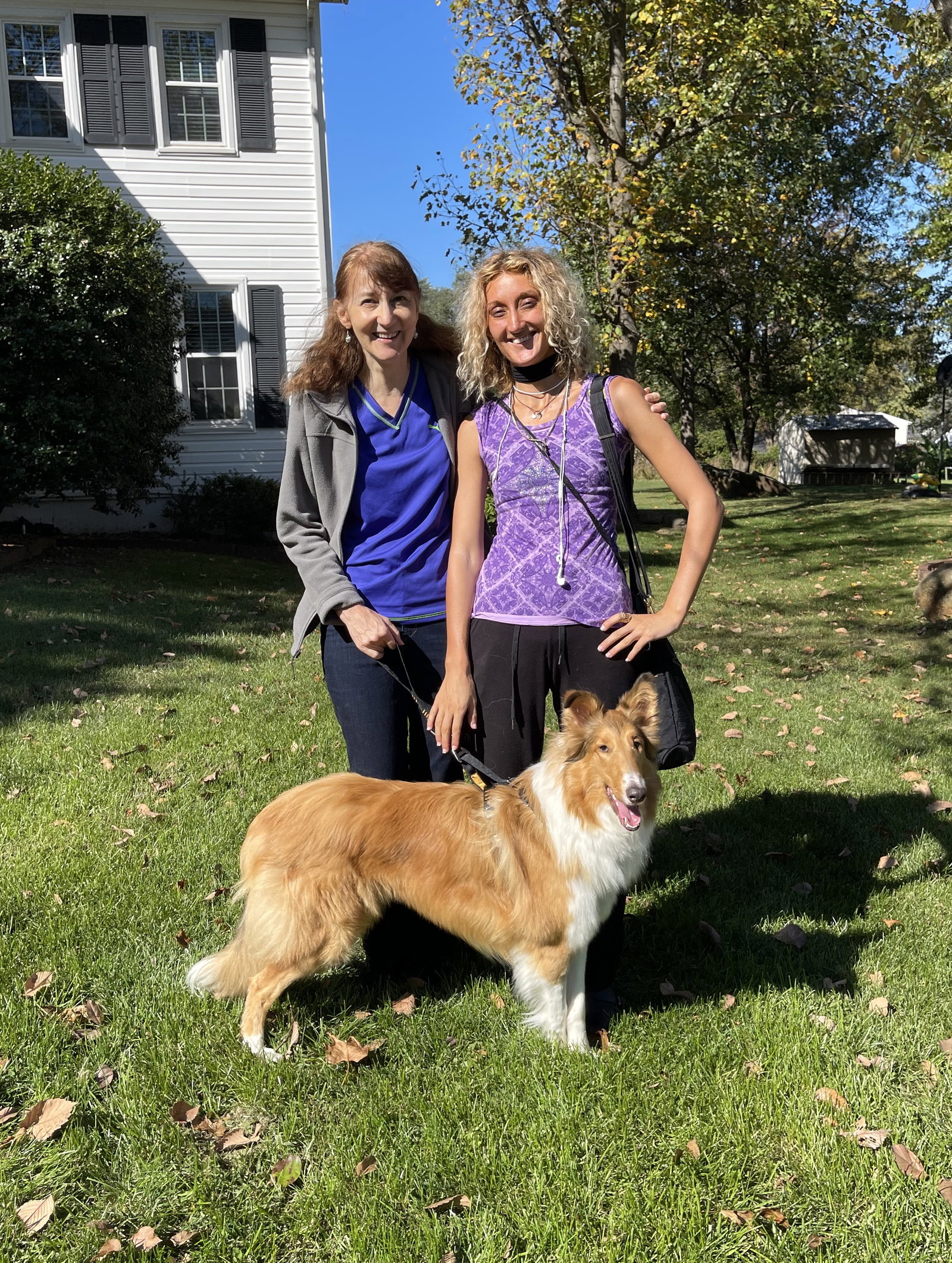 Cindy a Young Female Collie (long coat) adopted through Collie Rescue