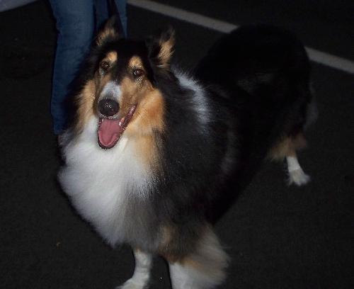 Shadow a Adult Male Collie (long coat) adopted through Collie Rescue