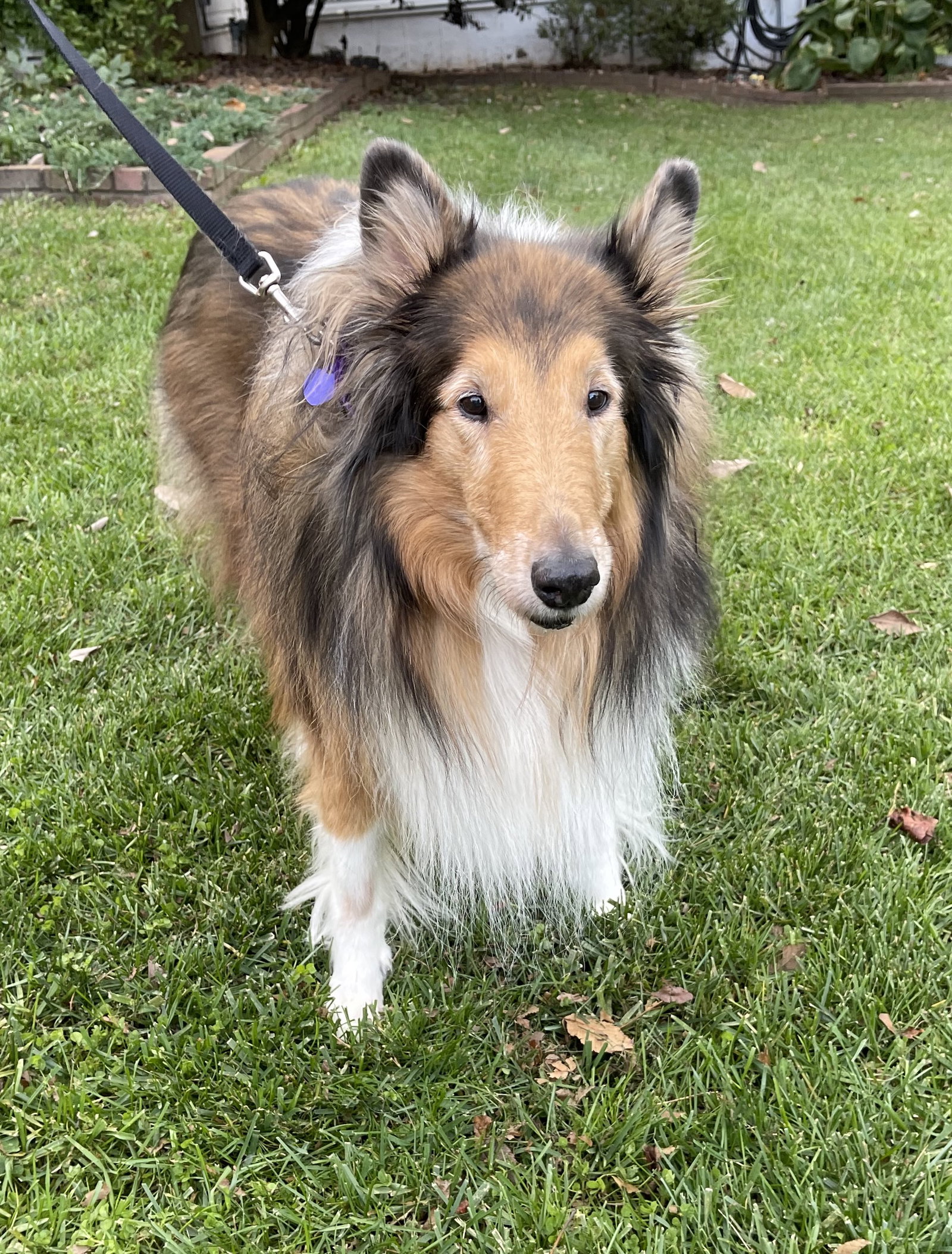 Missy a Adult Female Collie (long coat) adopted through Collie Rescue