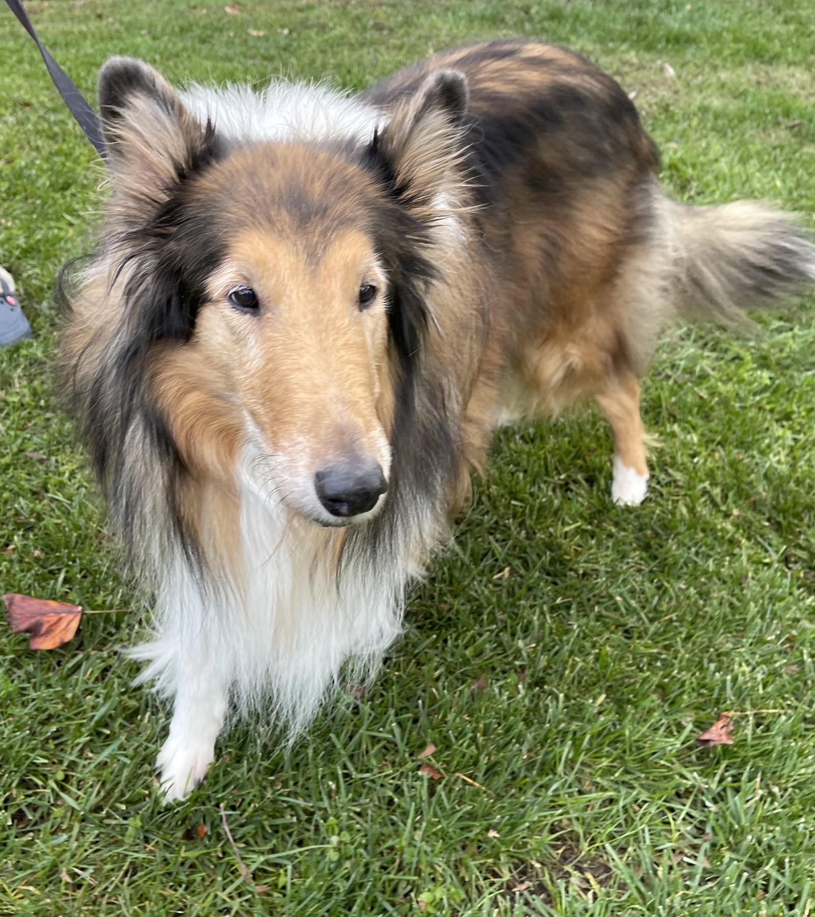 Missy - photo 2