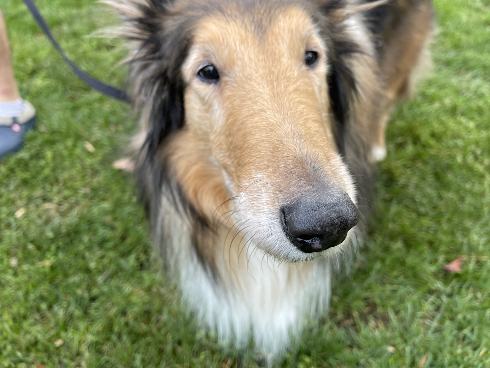Missy - photo 3