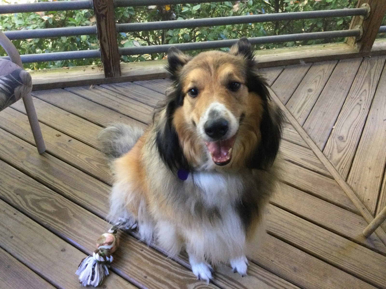 Nala - photo 2