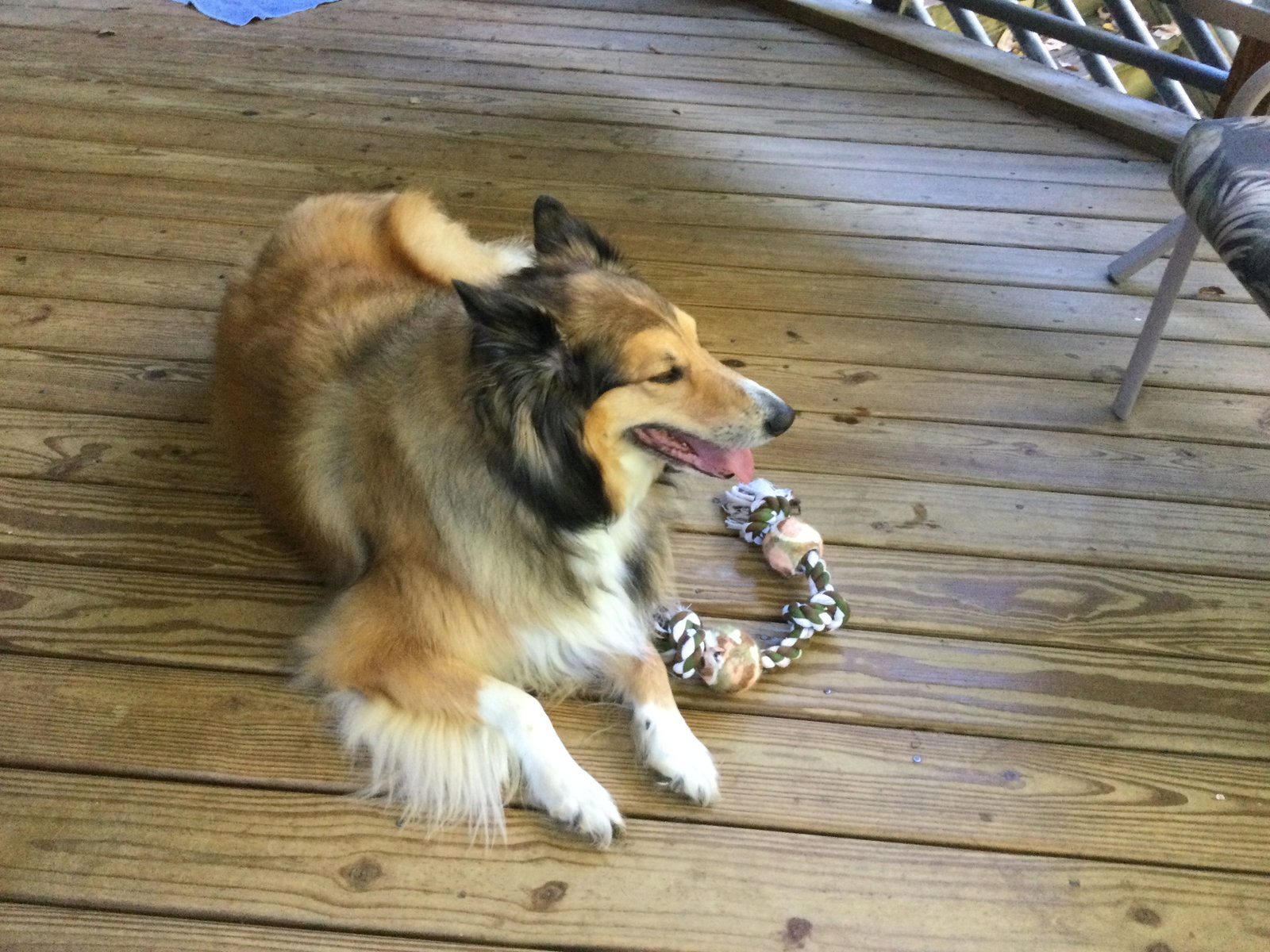 Nala - photo 3