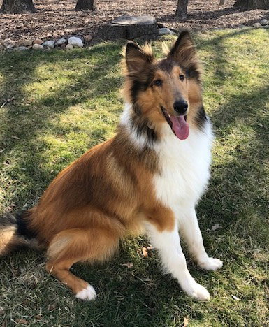 Cletus a Baby Male Collie (long coat) adopted through Collie Rescue