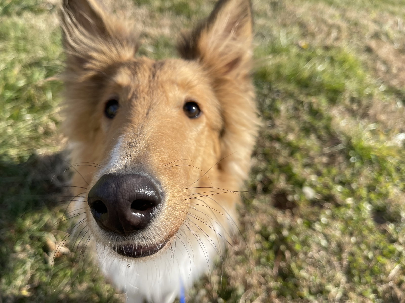 Cooper - photo 6