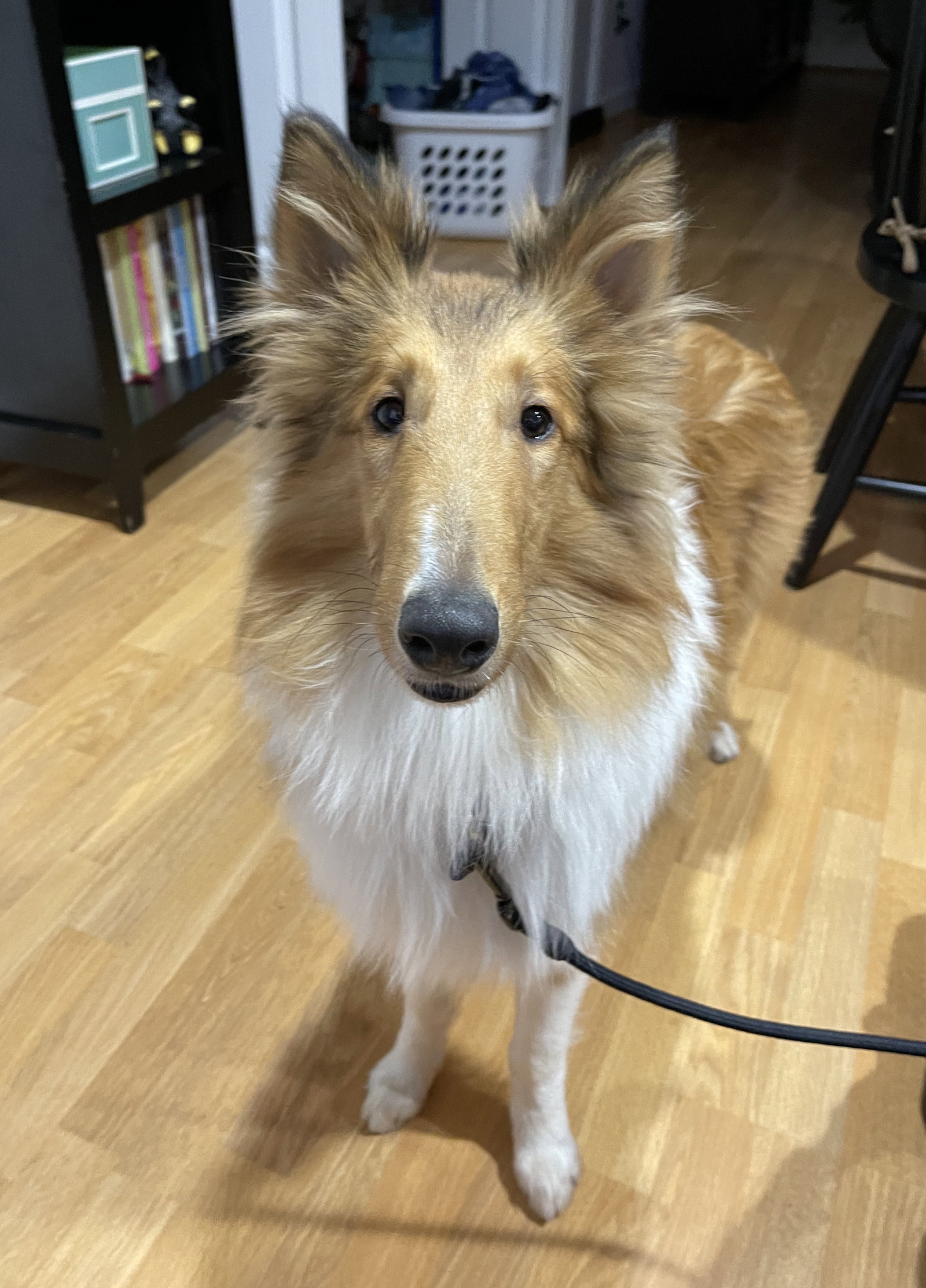 Cooper - photo 2