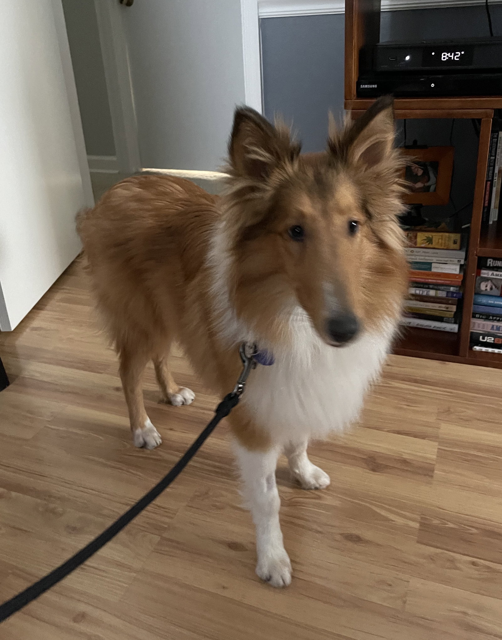 Cooper - photo 3