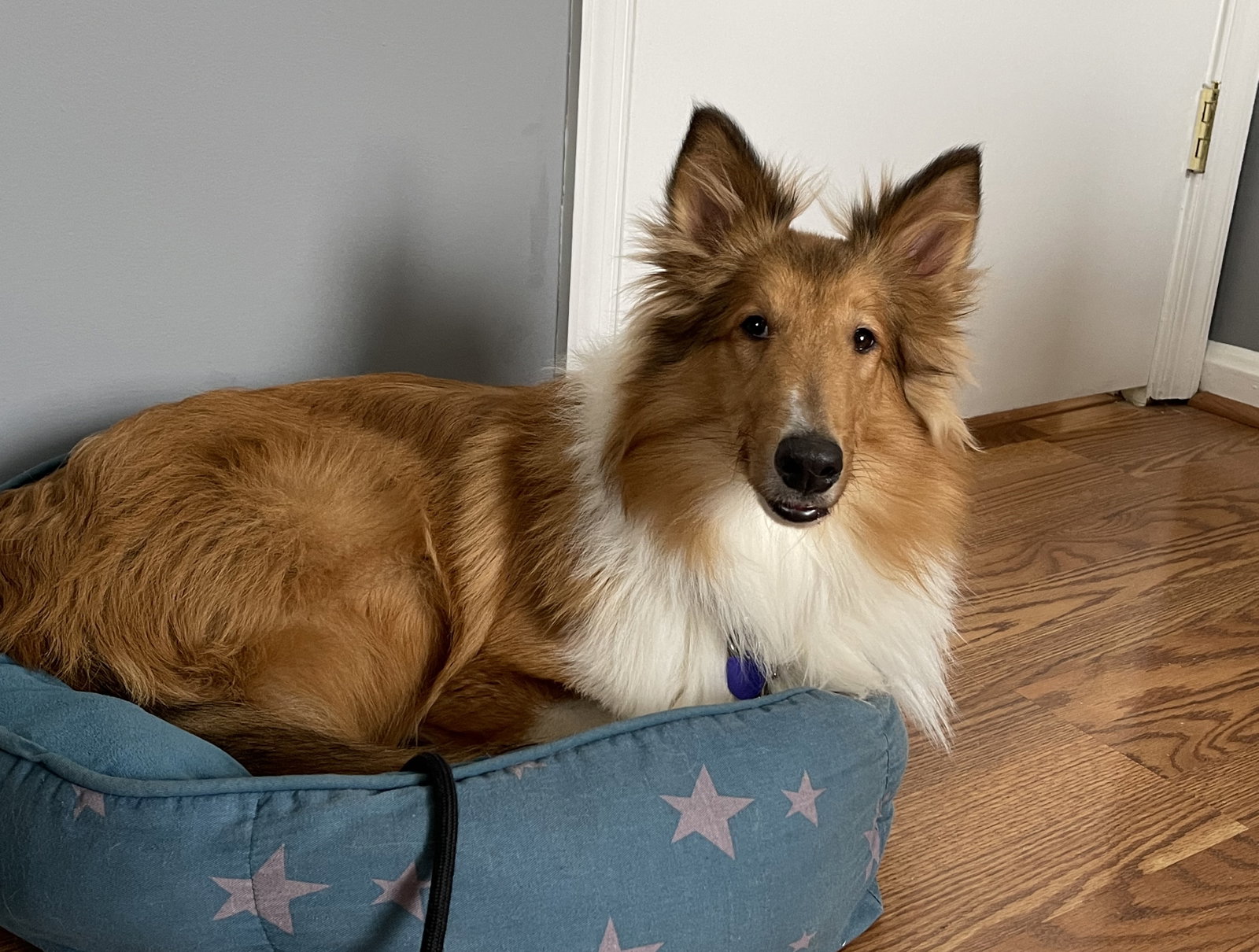 Cooper - photo 4