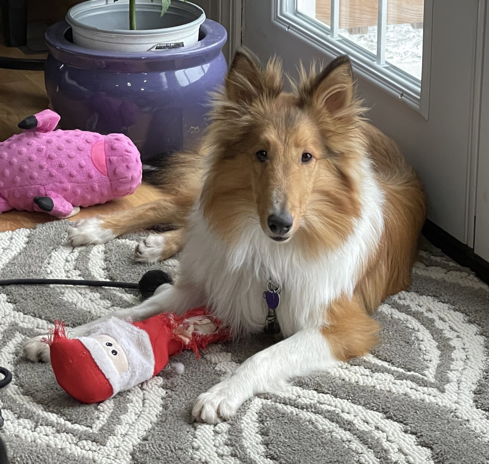 Cooper a Baby Male Collie (long coat) adopted through Collie Rescue