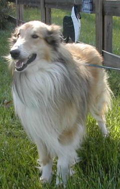Luke a Adult Male Collie (long coat) adopted through Collie Rescue
