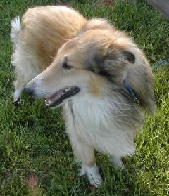 Luke - photo 3