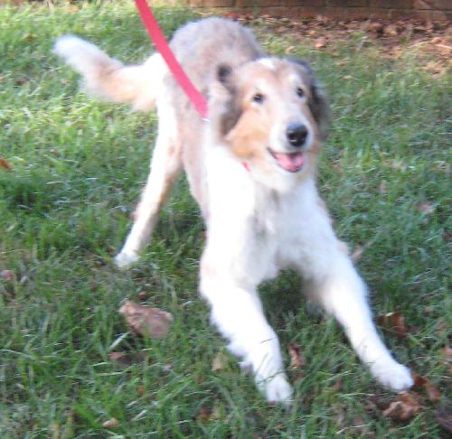 Shannon a Adult Female Collie (long coat) adopted through Collie Rescue
