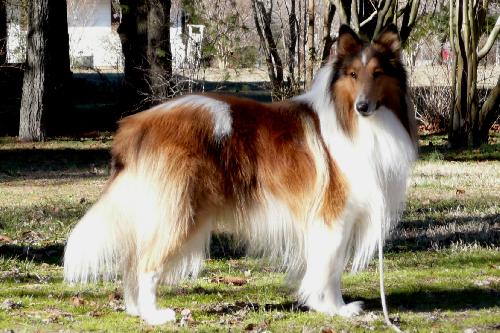 Ollie a Adult Male Collie (long coat) adopted through Collie Rescue