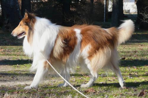Ollie - photo 2