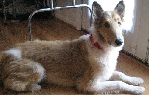 Ollie - photo 3
