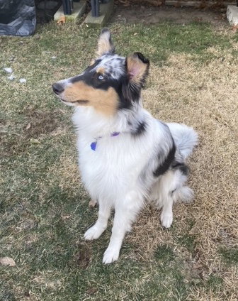 Royalty a Young Female Collie (long coat) adopted through Collie Rescue