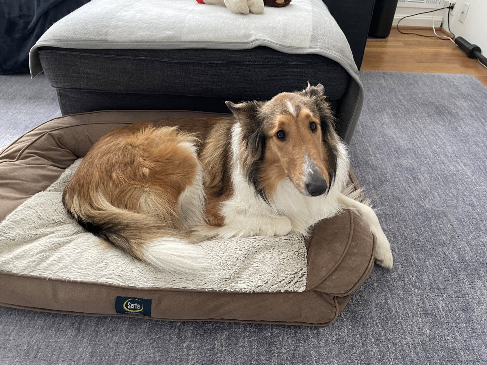 Majesty a Adult Female Collie (long coat) adopted through Collie Rescue