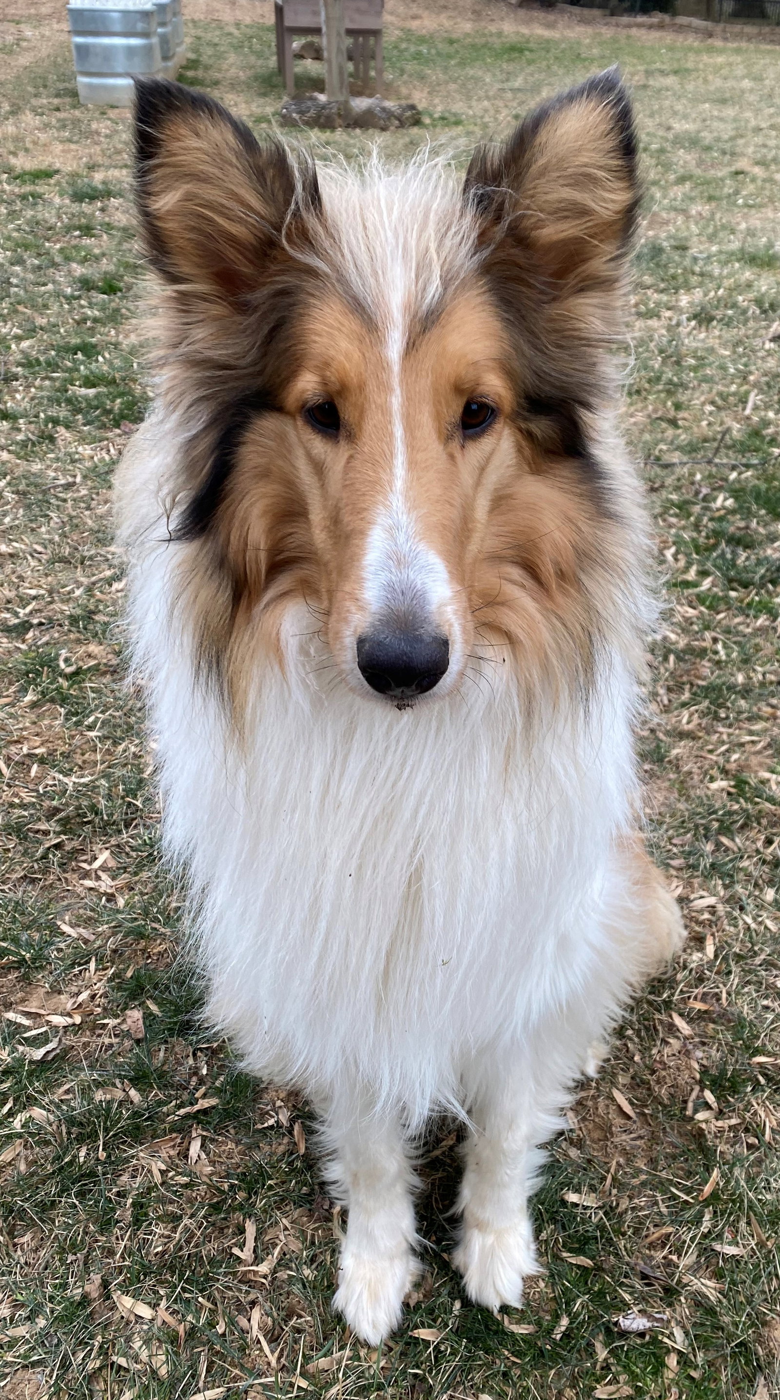 Scottie - photo 2