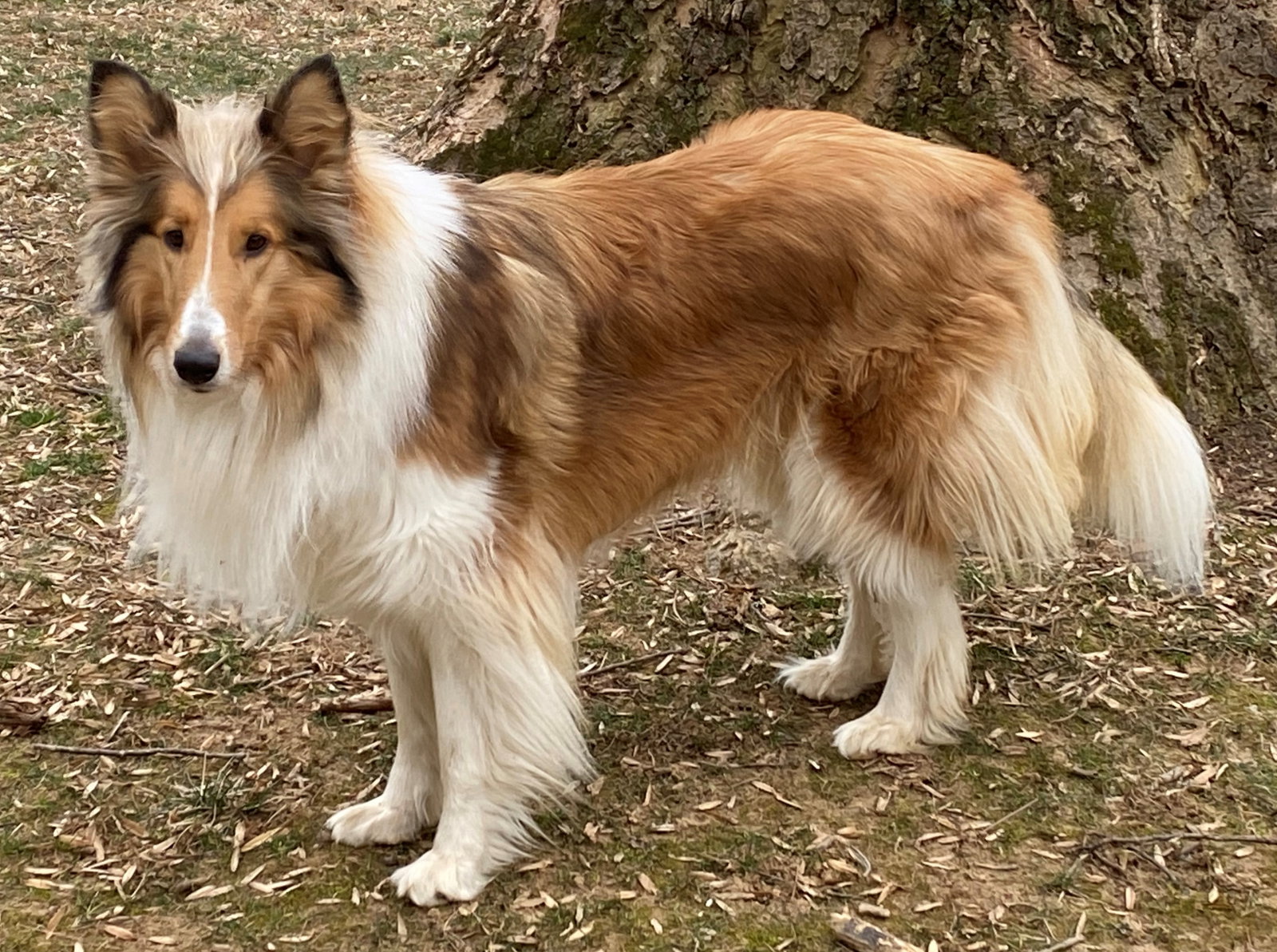 Scottie - photo 3
