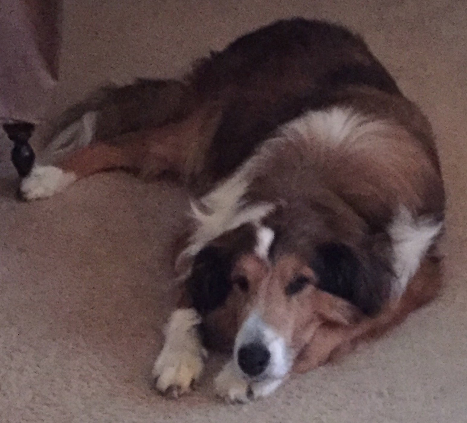 Buddy a Adult Male Collie (long coat) adopted through Collie Rescue