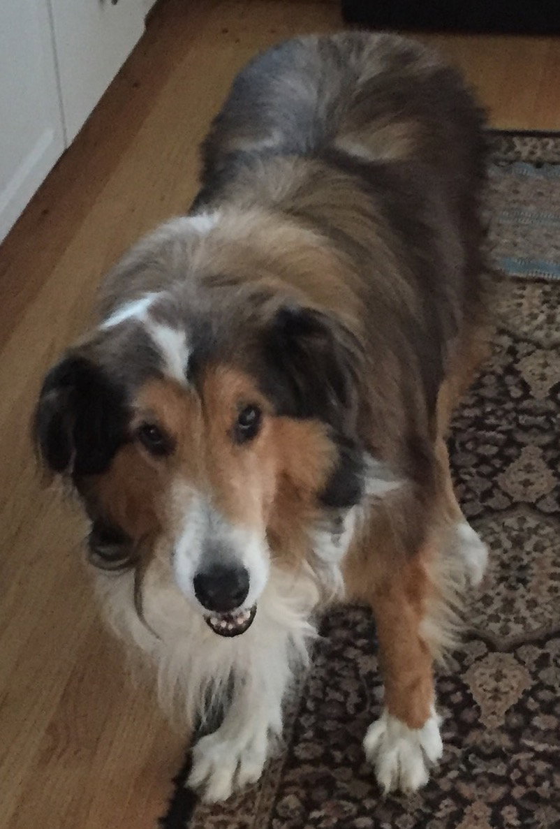 Buddy - photo 2