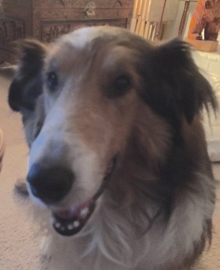 Buddy - photo 3