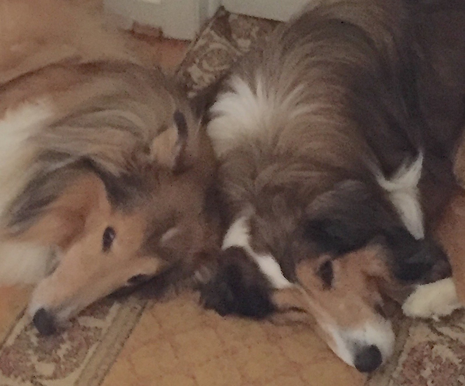 Buddy - photo 4