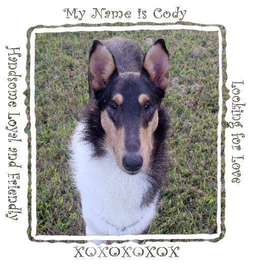 Cody a Young Male Collie (short coat) adopted through Collie Rescue