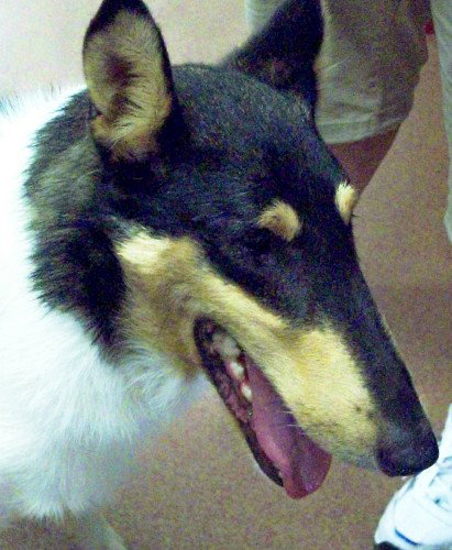 Cody - photo 4
