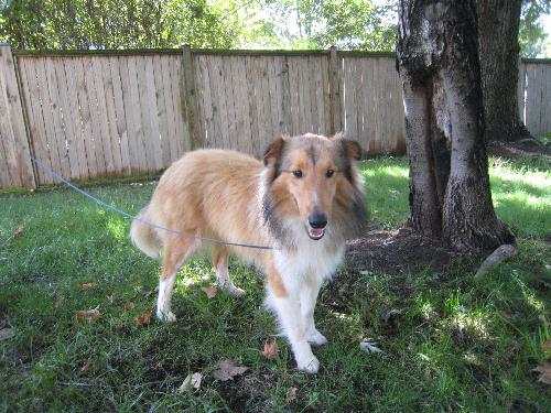 Spencer a Adult Male Collie / Shetland Sheepdog Sheltie / Mixed (long coat) adopted through Collie Rescue