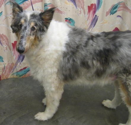 Heathcliff a Senior Male Collie (long coat) adopted through Collie Rescue