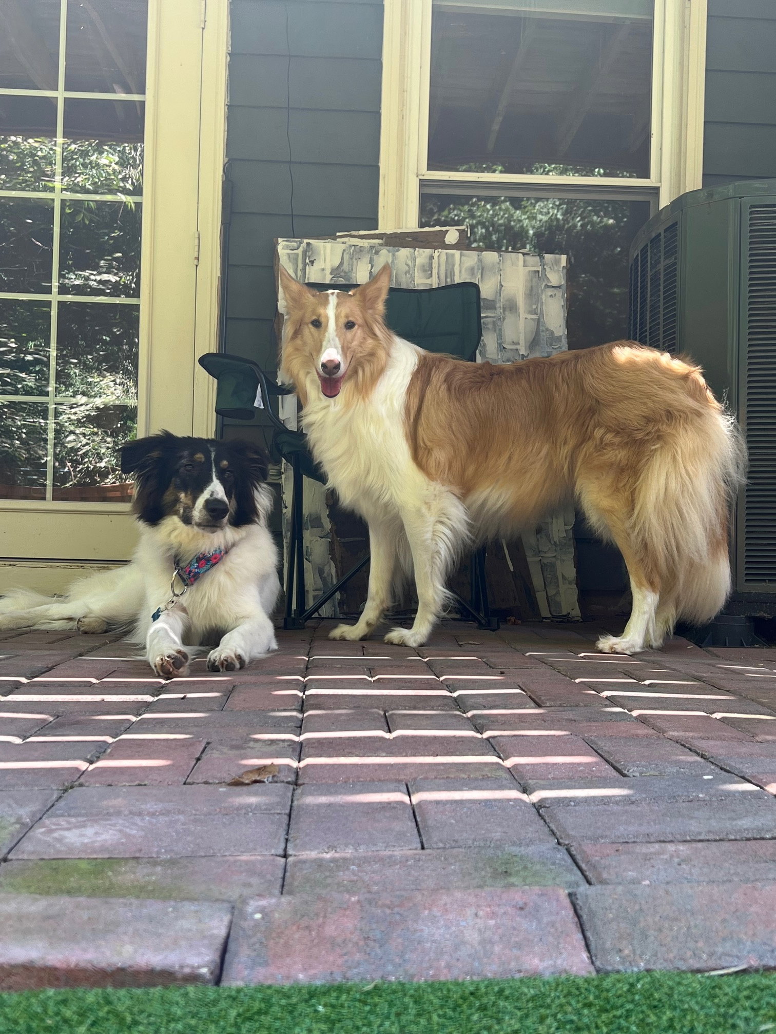 Reagan a Adult Female Collie (long coat) adopted through Collie Rescue