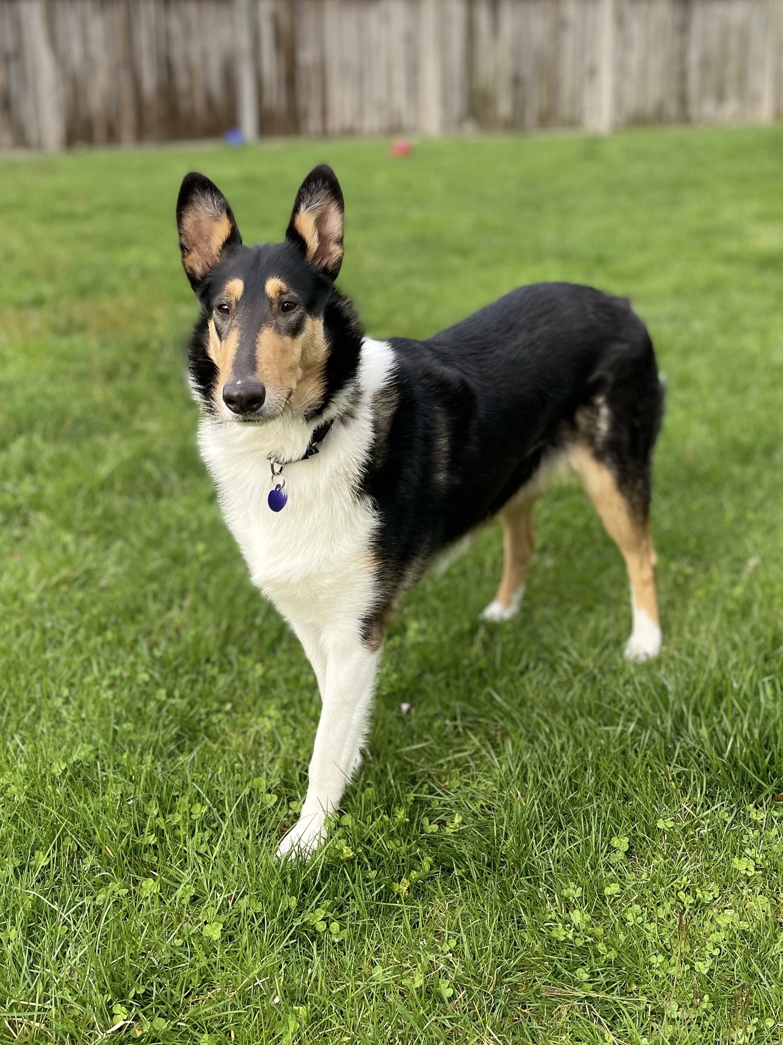 Vanessa a Adult Female Collie (short coat) adopted through Collie Rescue