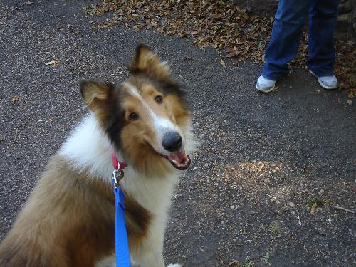 Ben a Adult Male Collie (long coat) adopted through Collie Rescue