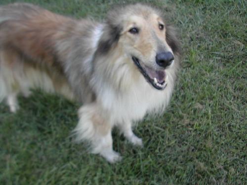 Abby a Adult Female Collie (long coat) adopted through Collie Rescue