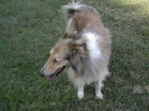 Abby - photo 3
