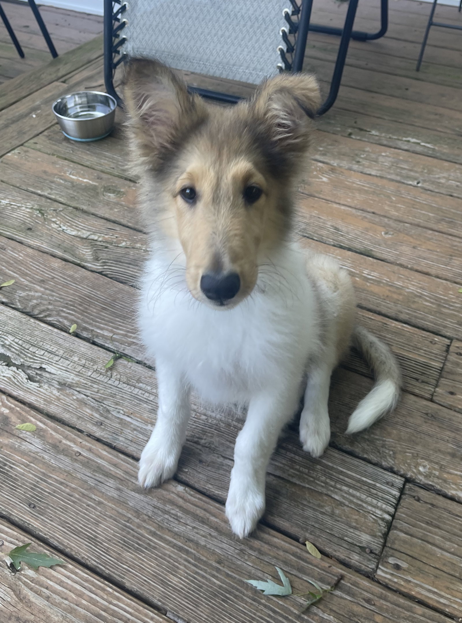 Sarah a Baby Female Collie (long coat) adopted through Collie Rescue