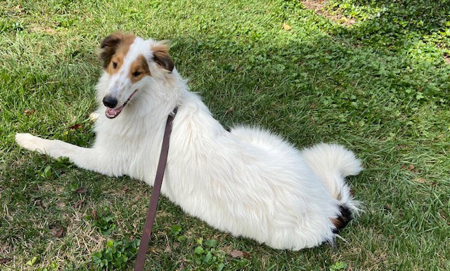 Casper - photo 3