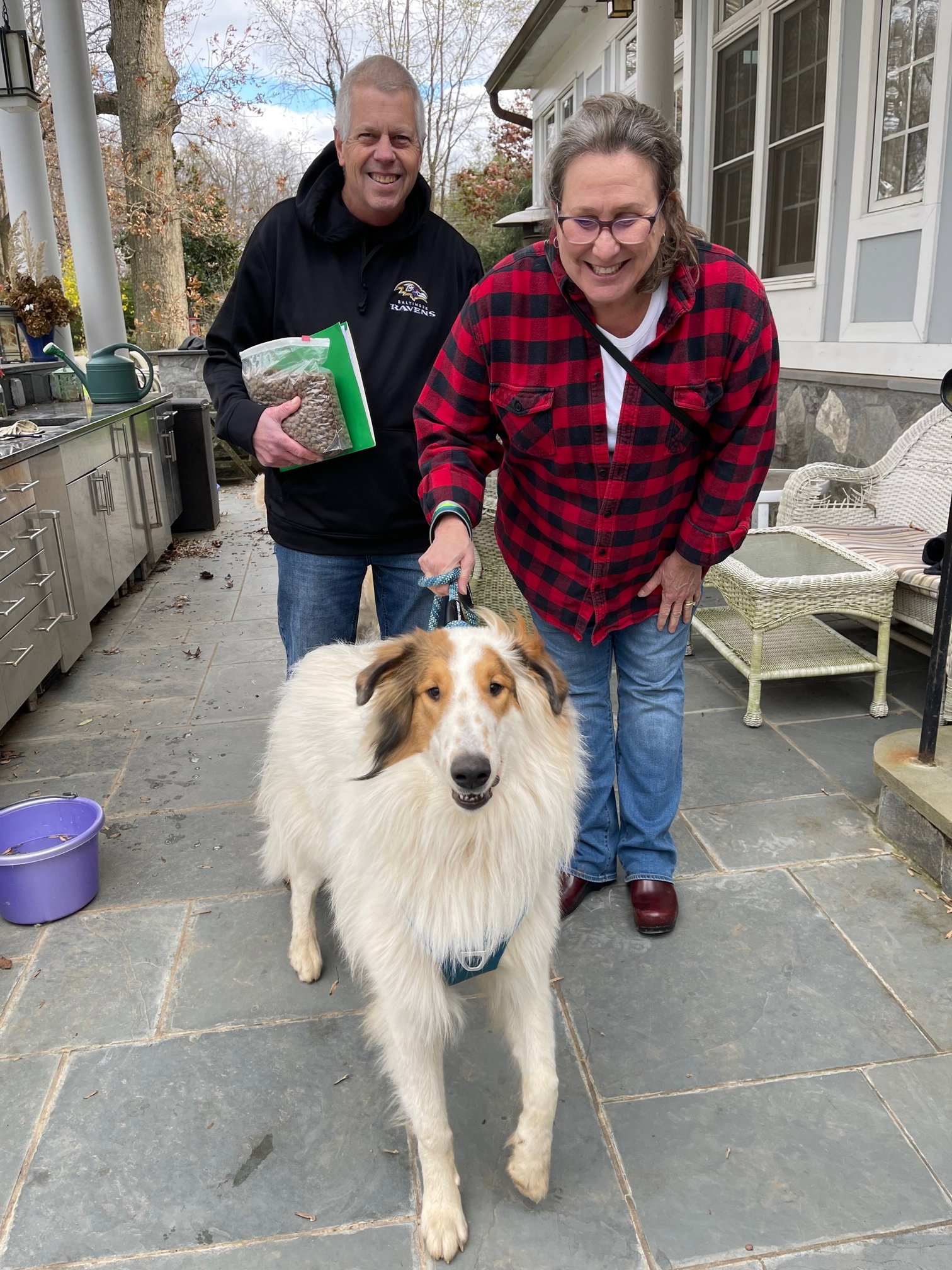 Casper a Baby Male Collie (long coat) adopted through Collie Rescue