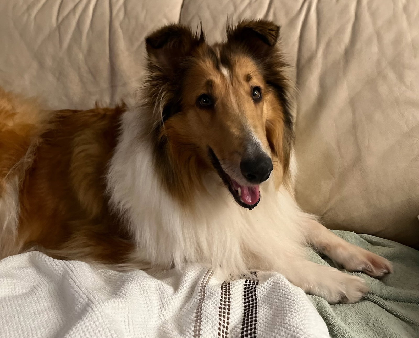 DeeDee a Adult Female Collie (long coat) adopted through Collie Rescue