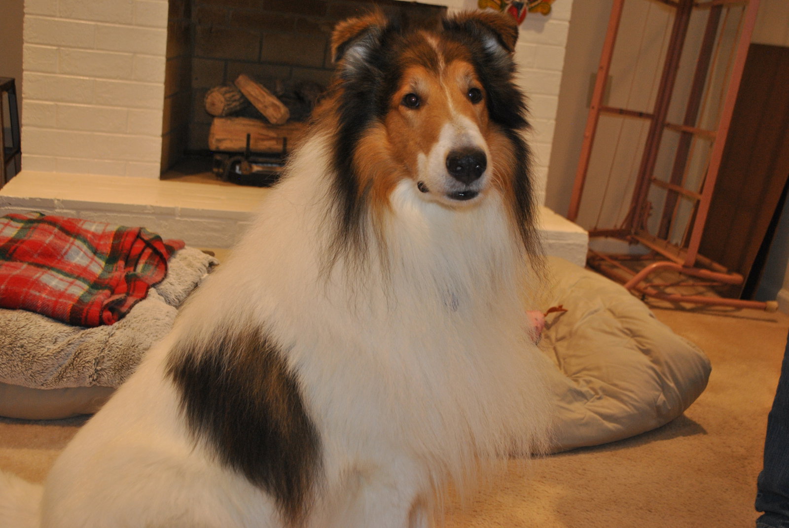 Sam - photo 2