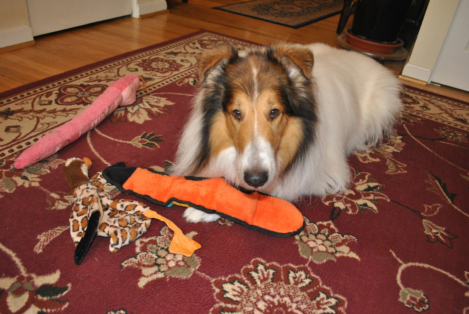 Sam - photo 3