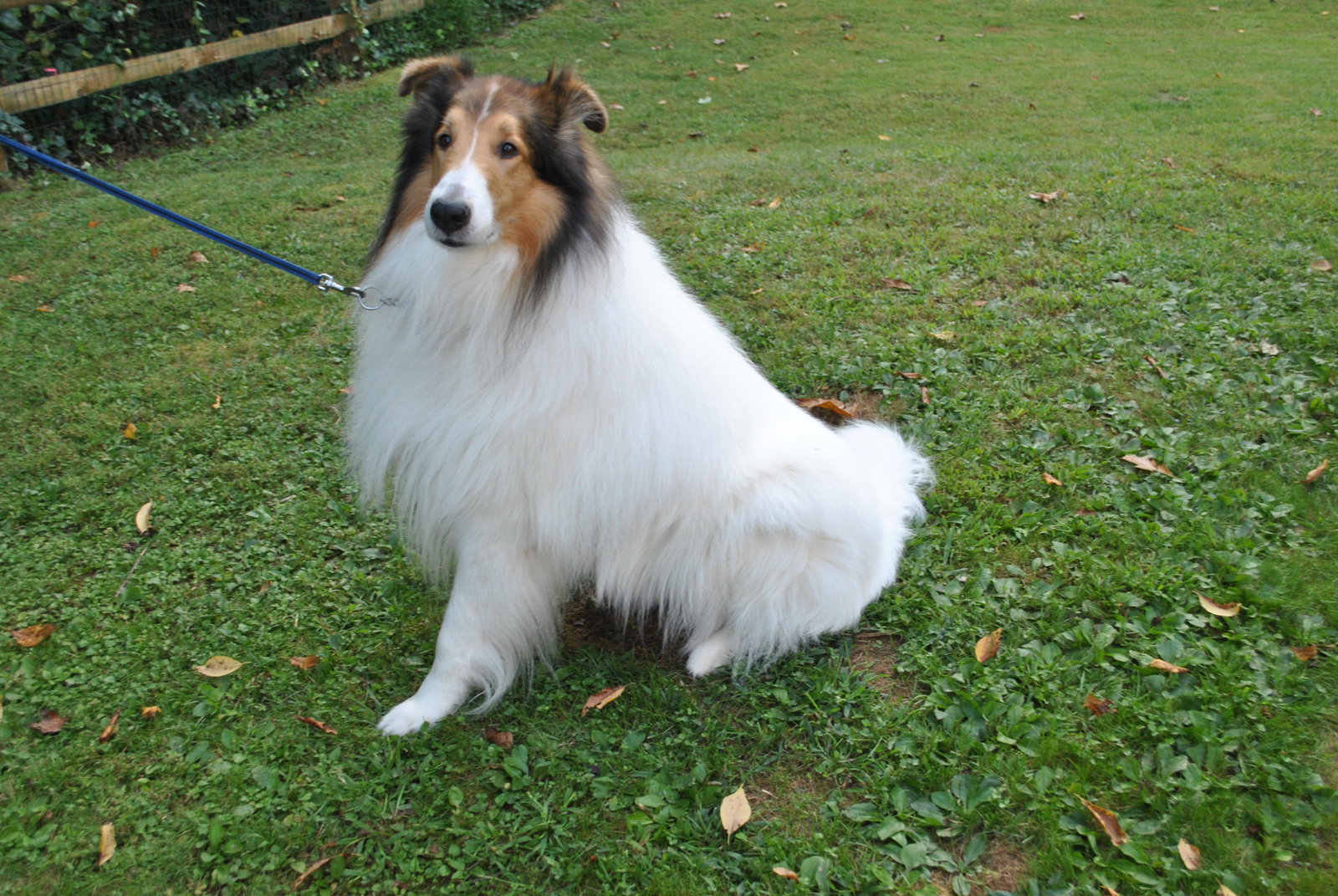 Sam a Adult Male Collie (long coat) adopted through Collie Rescue