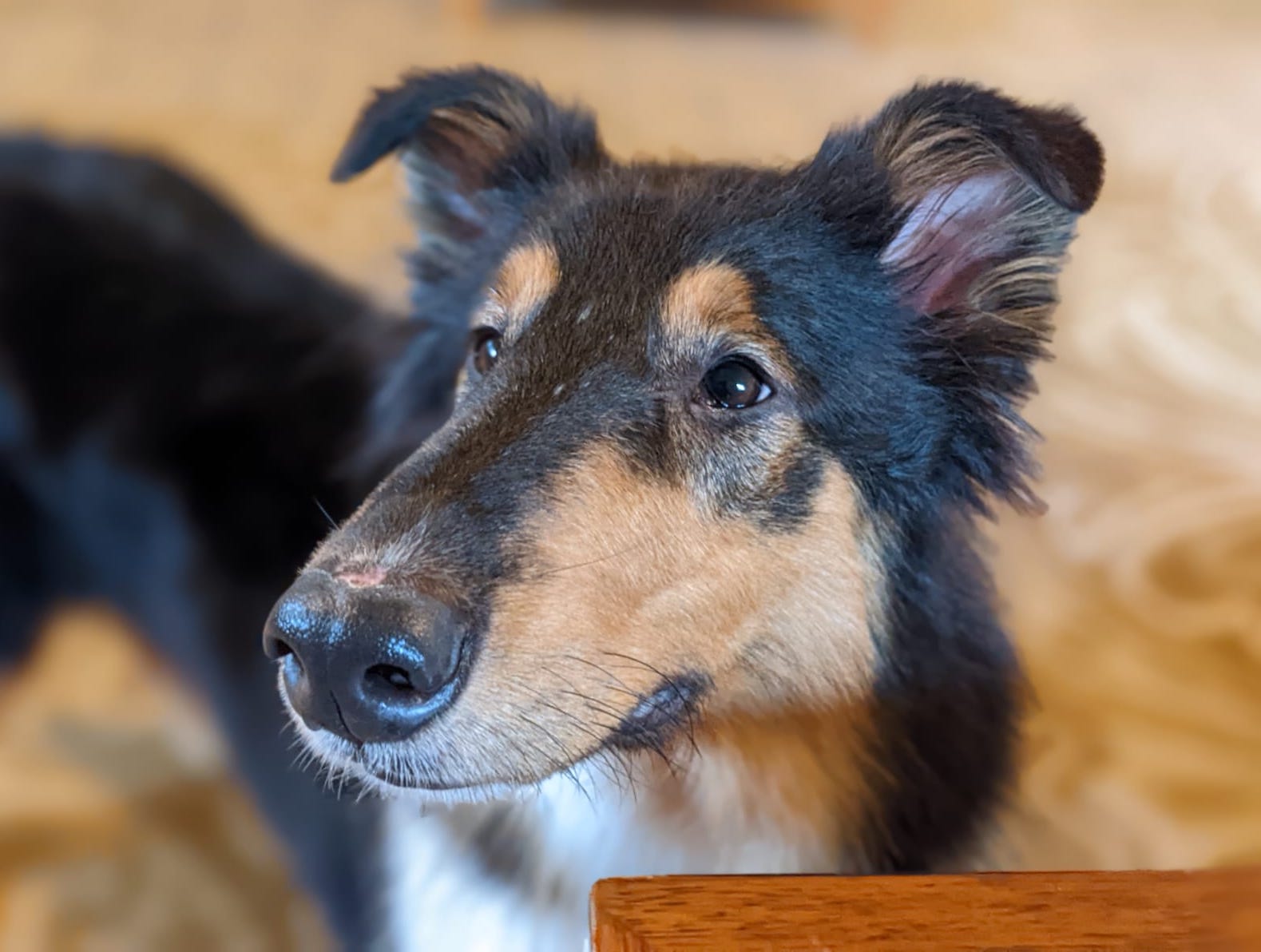 Togo a Adult Female Collie (long coat) adopted through Collie Rescue
