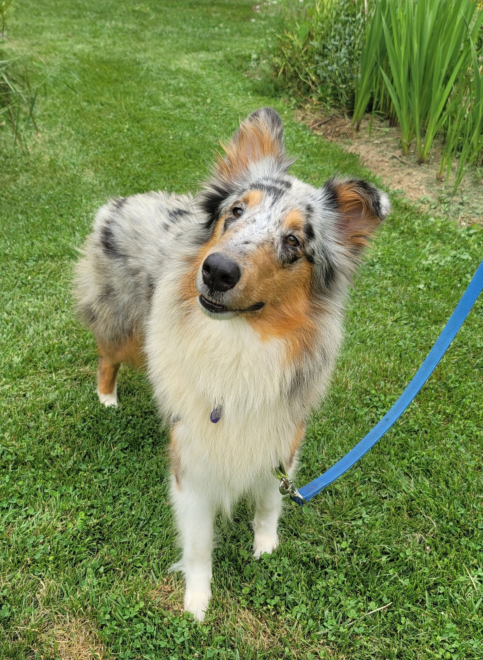Nell a Adult Female Collie (long coat) adopted through Collie Rescue
