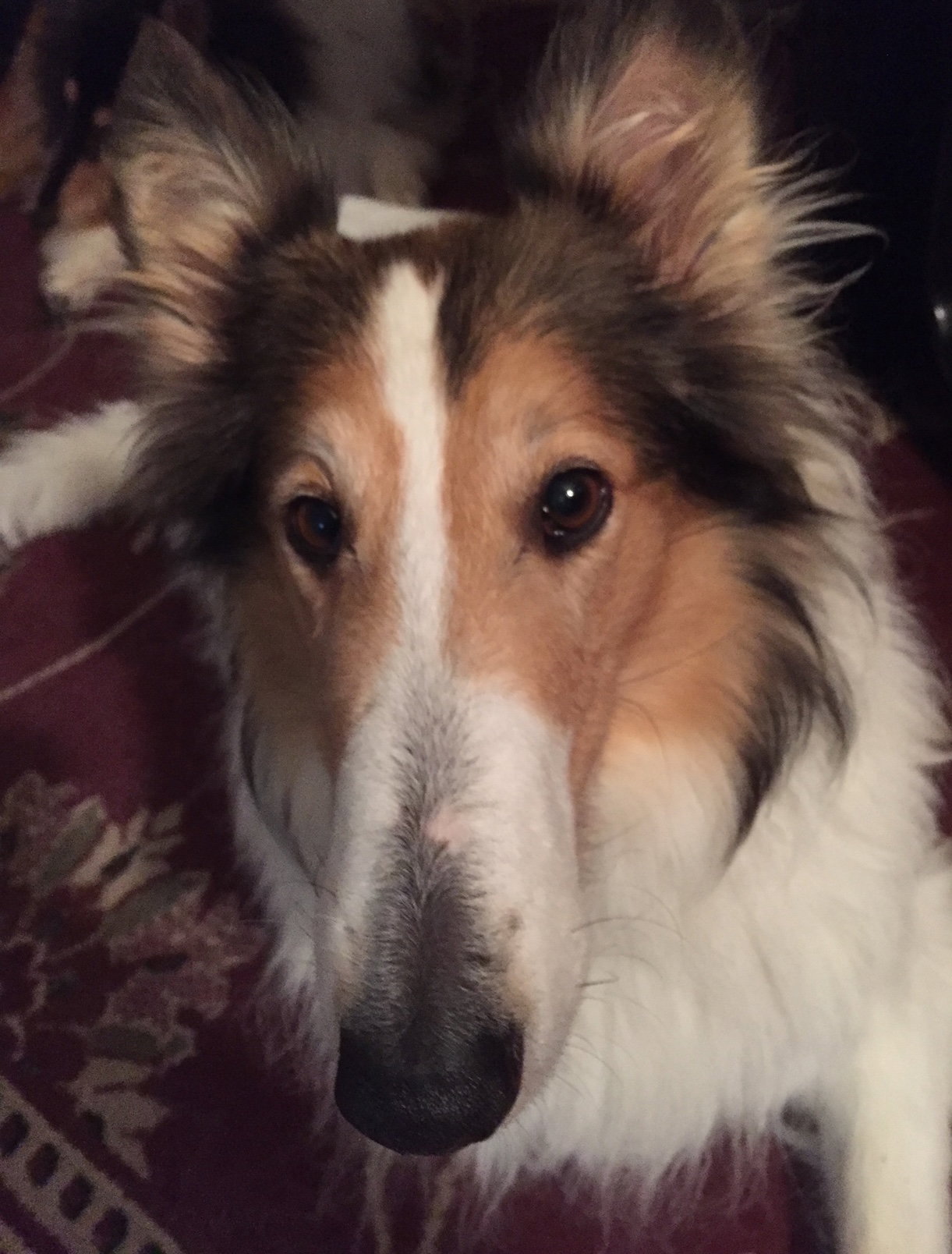 Roxie - photo 3