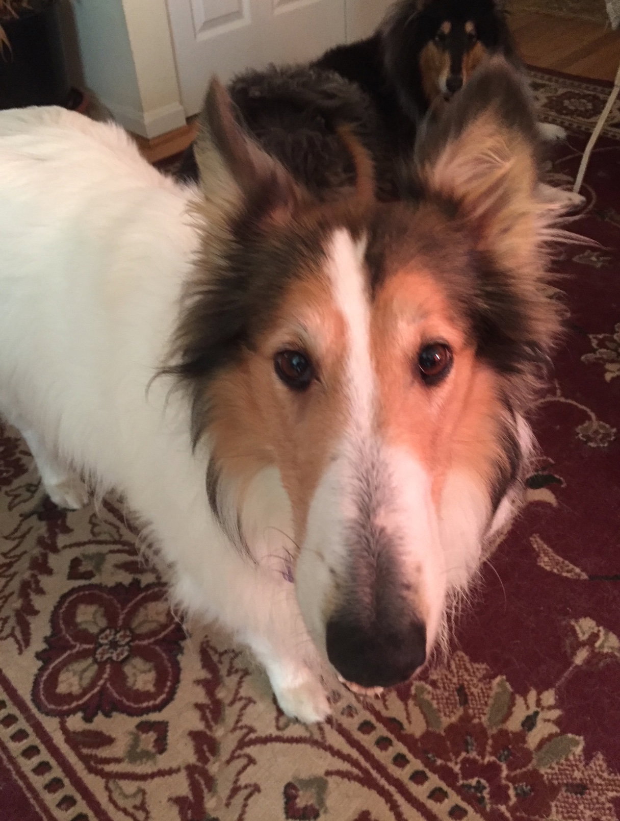 Roxie a Adult Female Collie (long coat) adopted through Collie Rescue
