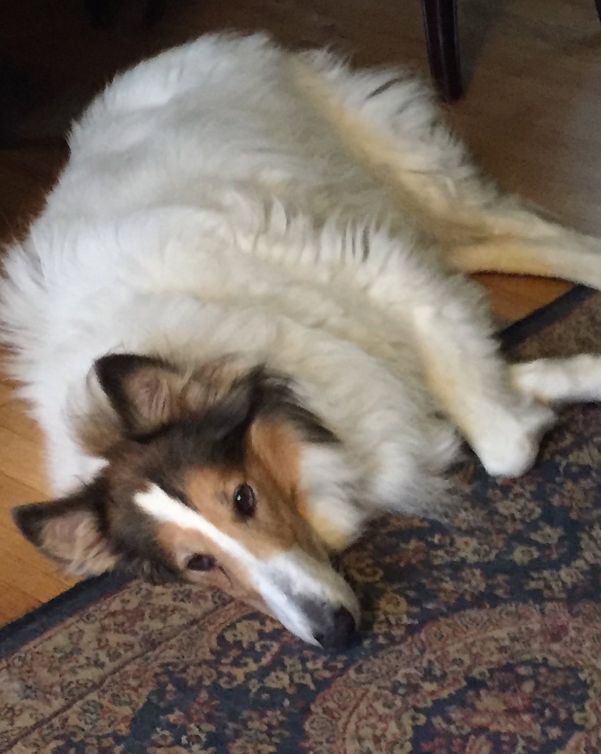 Roxie - photo 2