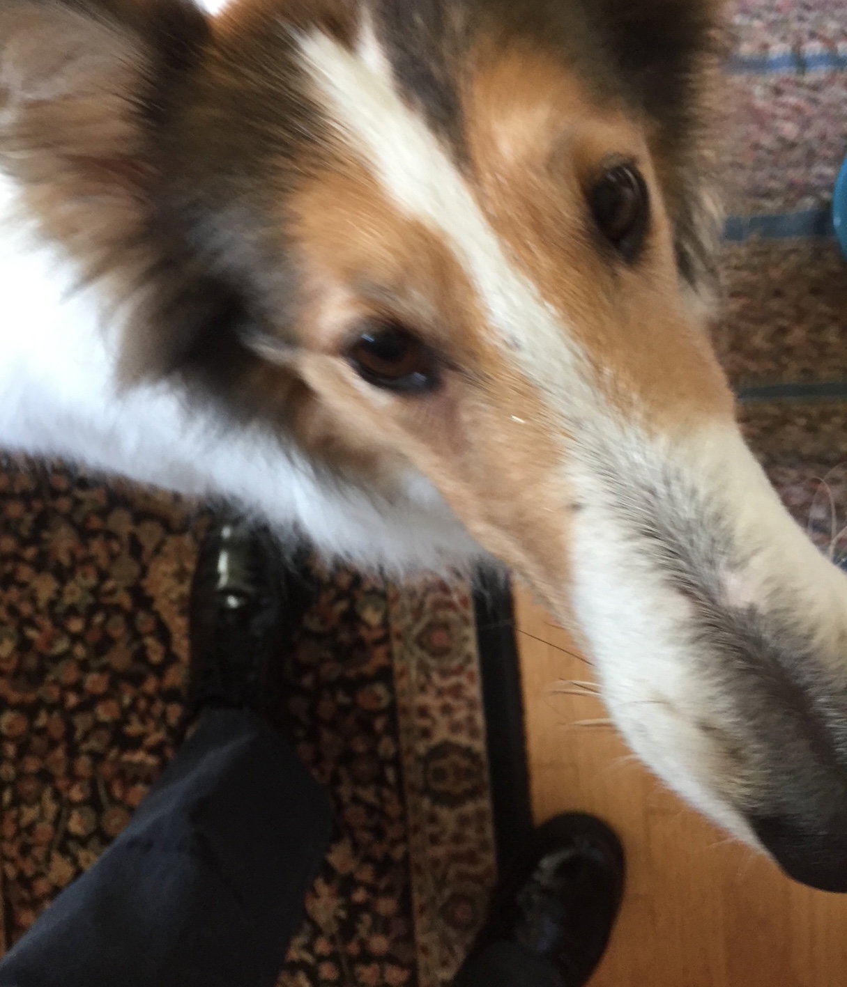 Roxie - photo 4